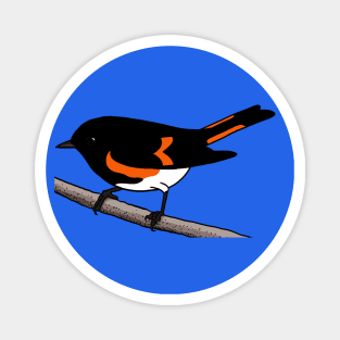 American Redstart Magnet